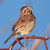 Singing Sparrow_24991